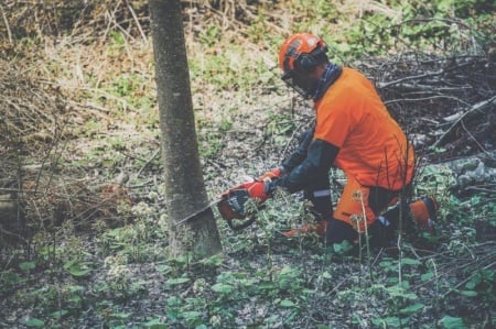 Comment se d&eacute;roule un abattage d'arbres professionnel &agrave; Veckring ?